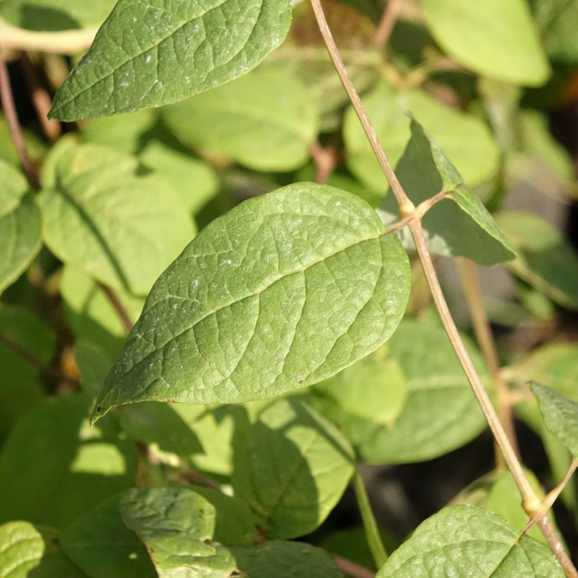 Clethra fargesii - Farges Zimterle (Foliage)