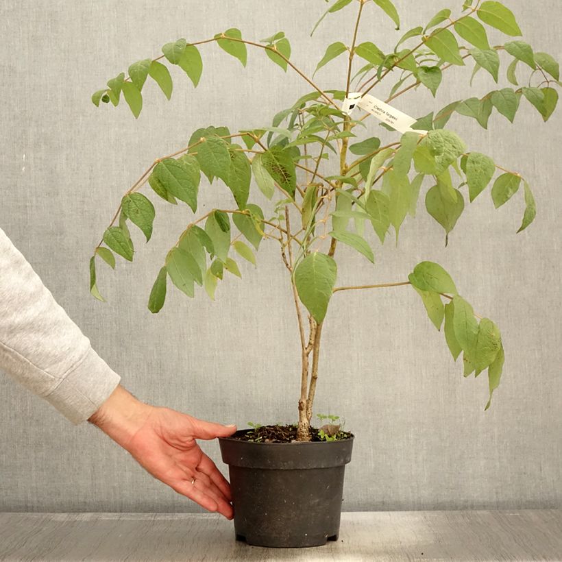 Example of Clethra fargesii - Farges Zimterle Topf mit 2L/3L as you get in automne