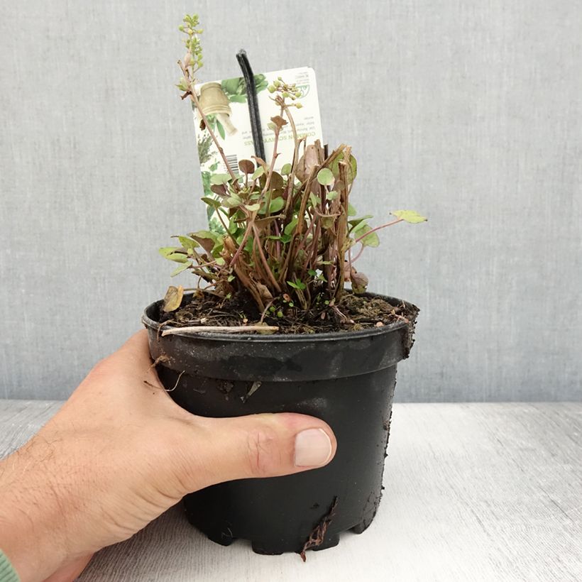 Example of Echtes Löffelkraut - Cochlearia officinalis Topf mit 1,5L/2L as you get in ete