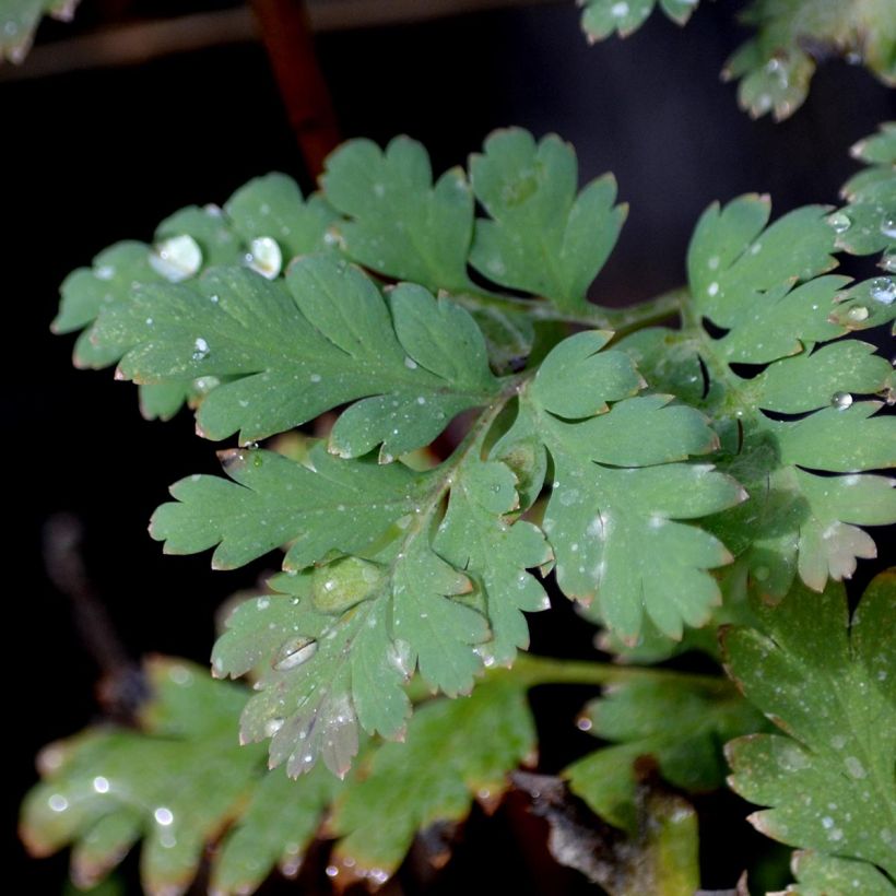 Dicentra formosa Luxuriant - Zwerg-Herzblume (Foliage)