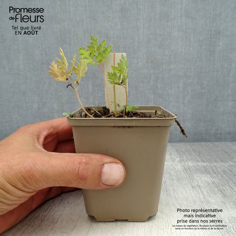 Example of Dicentra formosa Spring Gold - Zwerg-Herzblume Kleine Töpfe von 8/9 cm as you get in ete