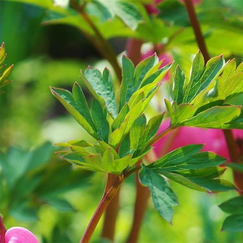 Dicentra spectabilis - Tränendes Herz (Foliage)