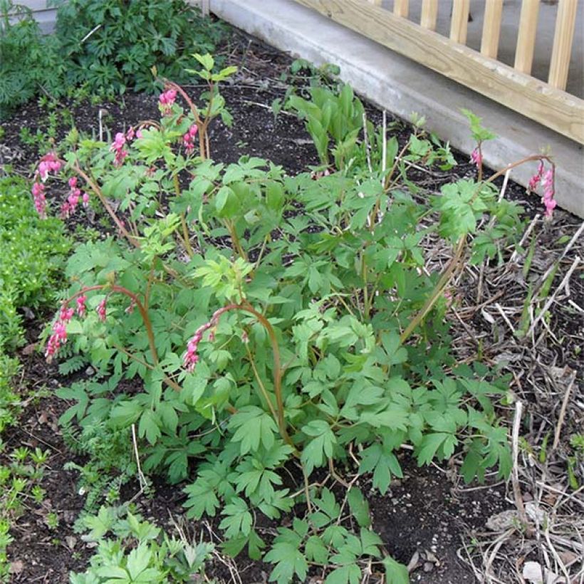 Dicentra spectabilis - Tränendes Herz (Plant habit)