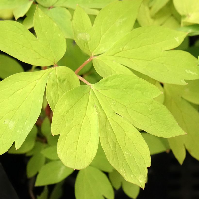 Dicentra spectabilis Ruby Gold - Tränendes Herz (Foliage)