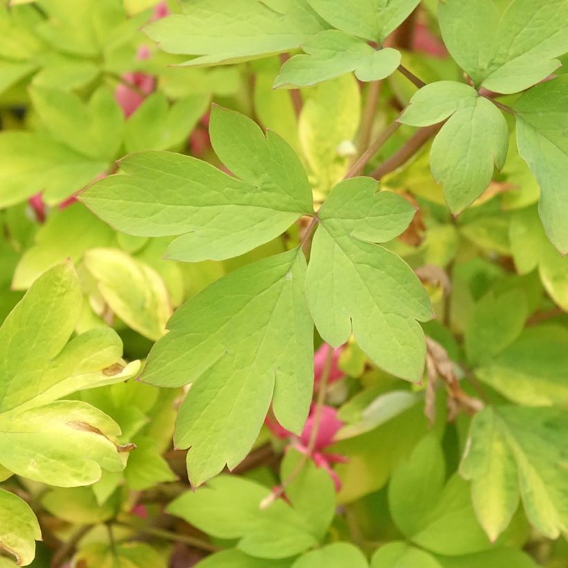 Dicentra spectabilis Yellow Leaf - Tränendes Herz (Foliage)