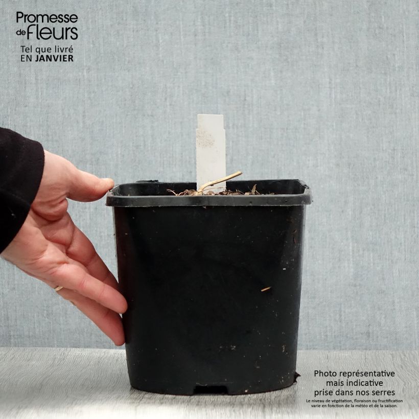 Exemplar von Dicentra spectabilis Yellow Leaf - Tränendes Herz Topf mit 3L/4L wie im Winter geliefert