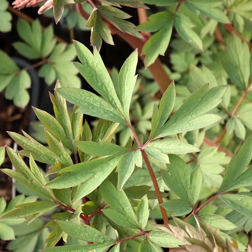 Dicentra spectabilis Valentine - Tränendes Herz (Foliage)