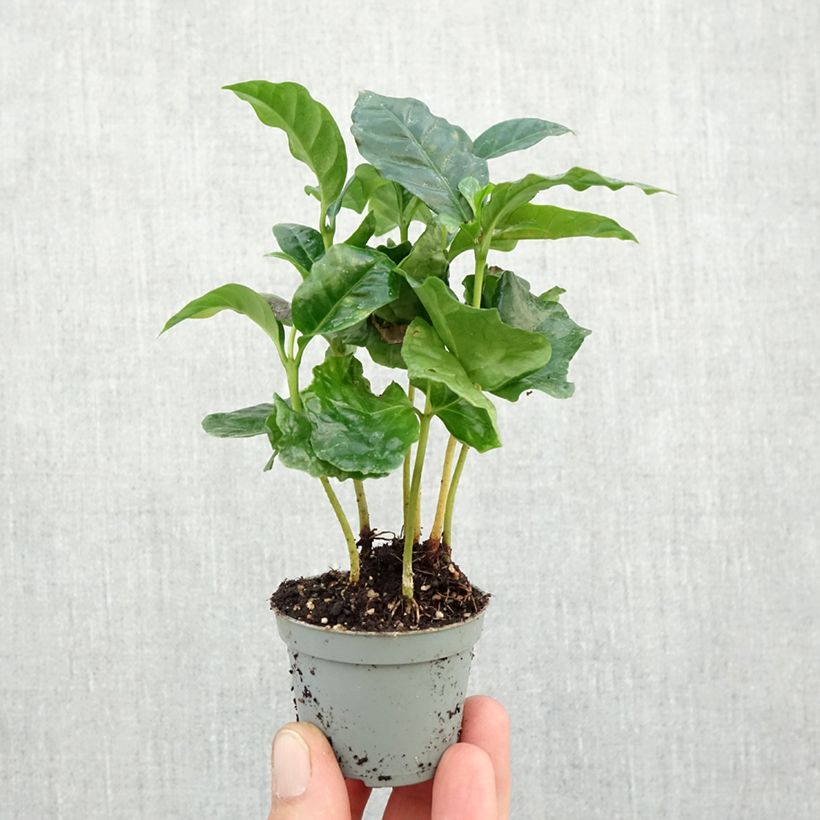 Exemplar von Kaffeestrauch - Coffea arabica Mini-plante wie im Herbst geliefert