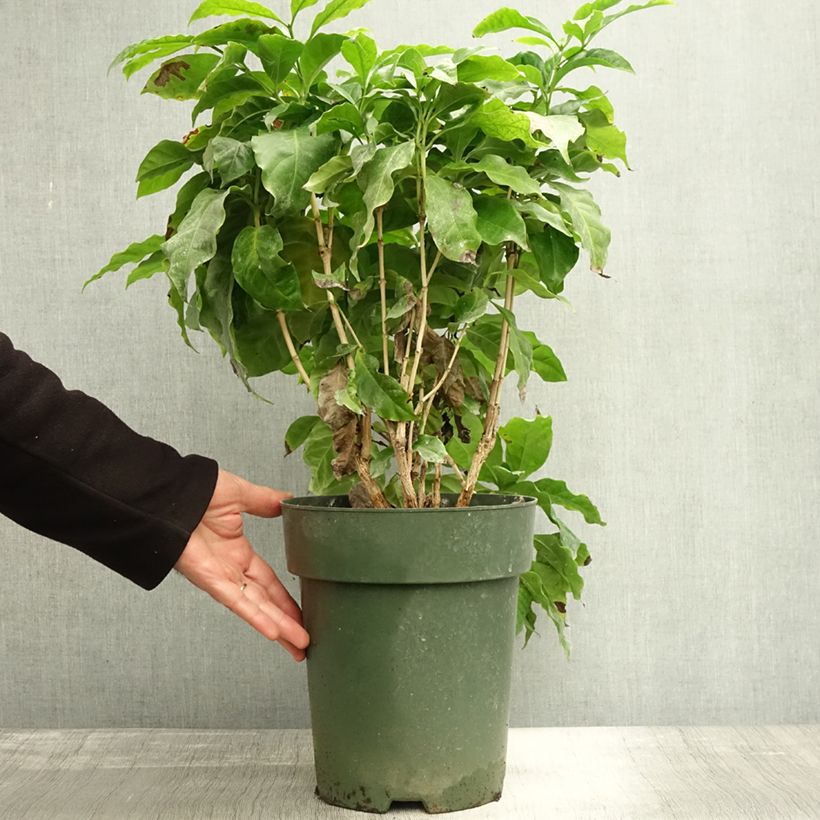 Example of Kaffeestrauch - Coffea arabica Topf mit 6L/7L as you get in automne