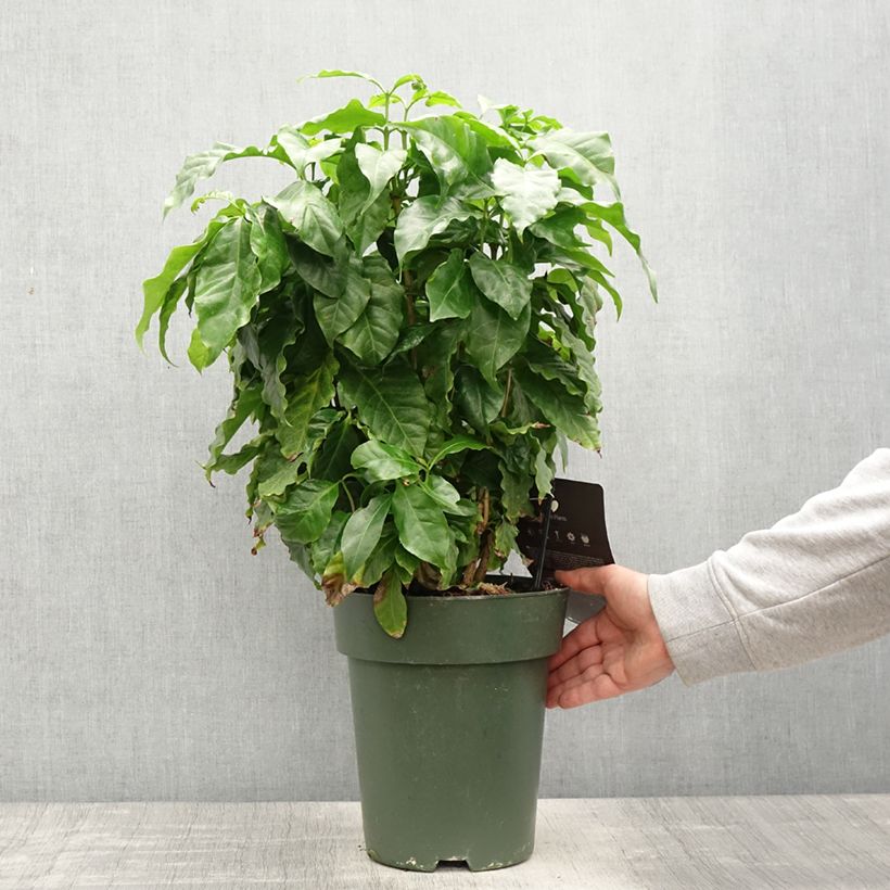 Exemplar von Kaffeestrauch - Coffea arabica Topf mit 6L/7L wie im Frühjahr geliefert