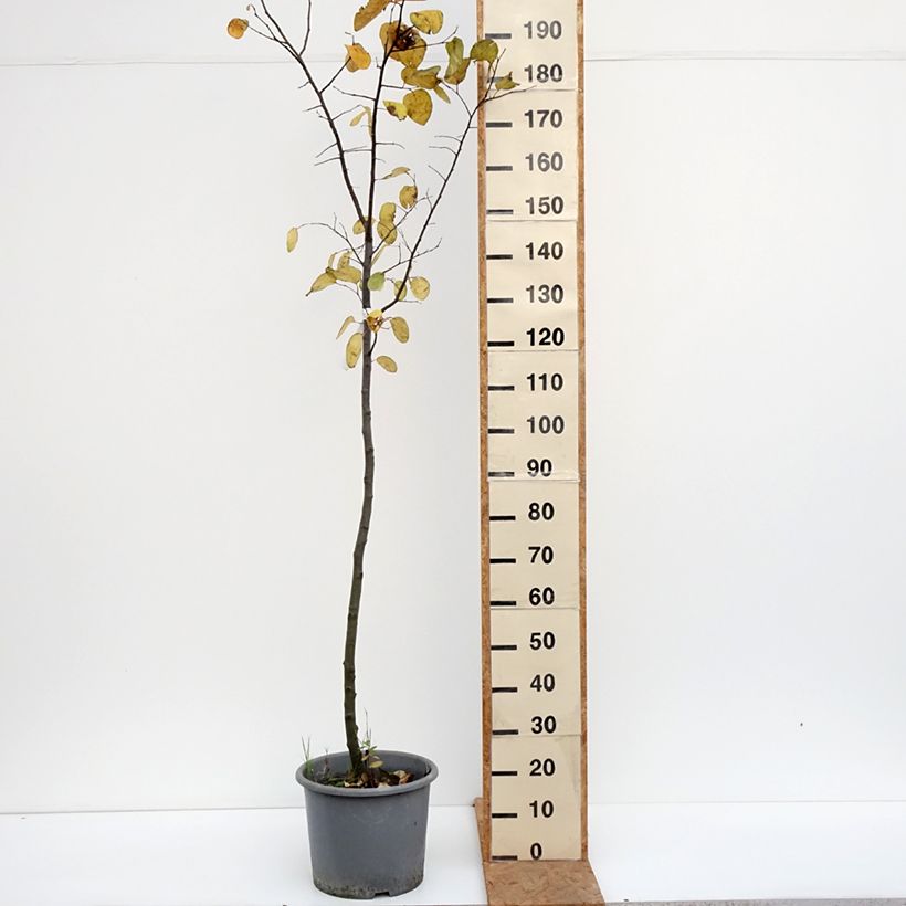 Exemplar von Quitte Aromatnaya - Cydonia oblonga Topf mit 12L/15L wie im Herbst geliefert