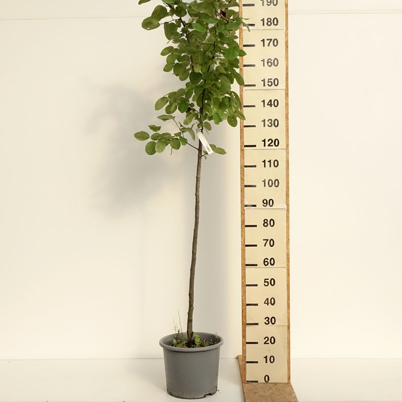 Example of Quitte Aromatnaya - Cydonia oblonga Topf mit 12L/15L as you get in ete