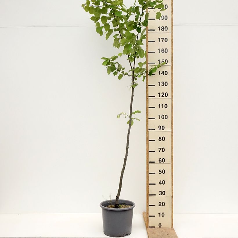 Exemplar von Quitte Aromatnaya - Cydonia oblonga Topf mit 12L/15L wie im Frühjahr geliefert