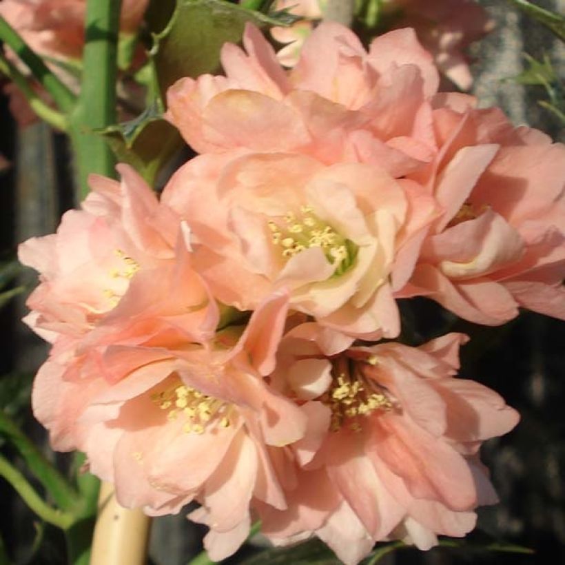 Zierquitte Falconnet Charlet - Chaenomeles speciosa (Flowering)
