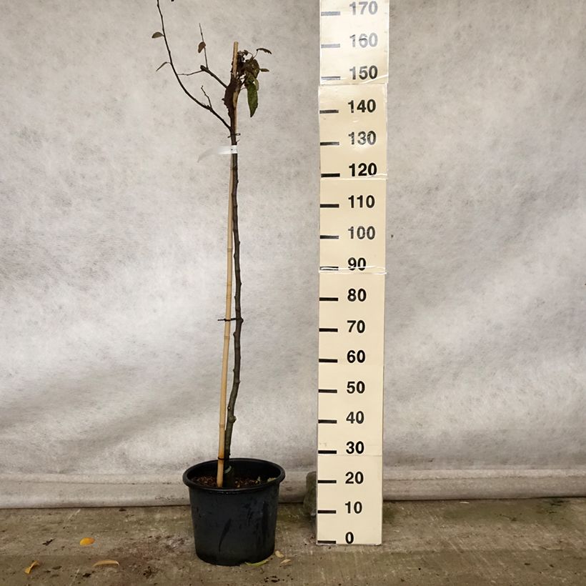 Example of Quitte Champion - Cydonia oblonga Topf mit 12L/15L, Halbstamm as you get in automne
