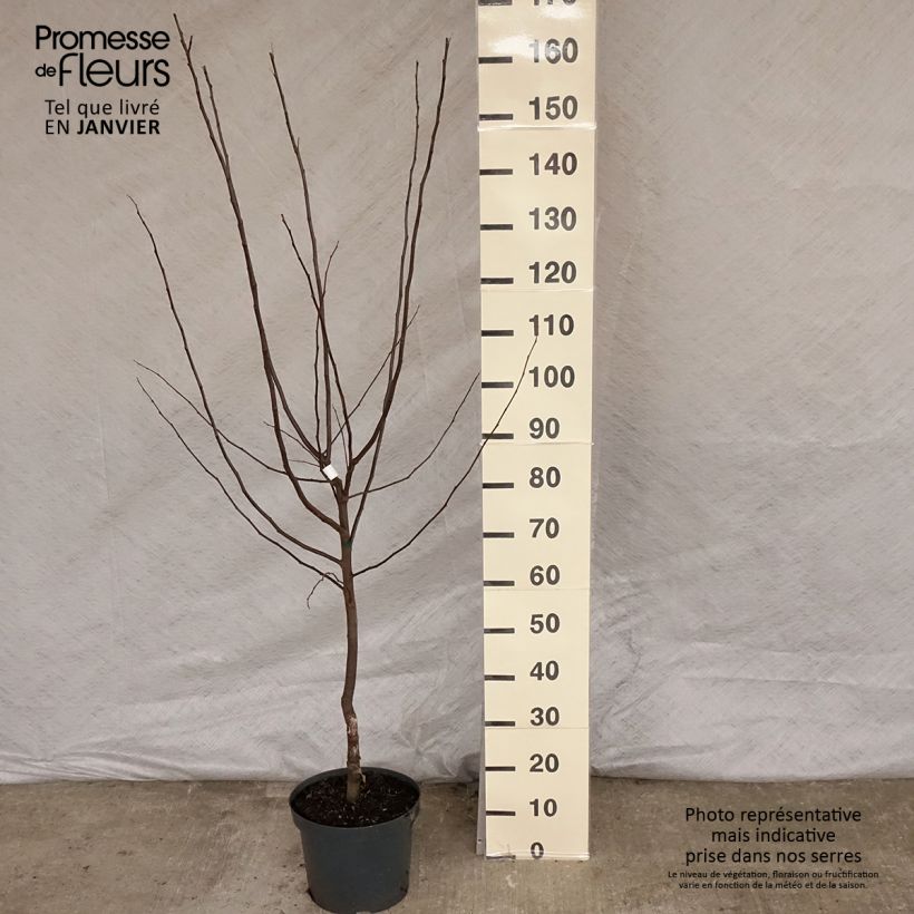 Exemplar von Quitte Leskovacz - Cydonia oblonga Topf mit 7,5L/10L wie im Winter geliefert