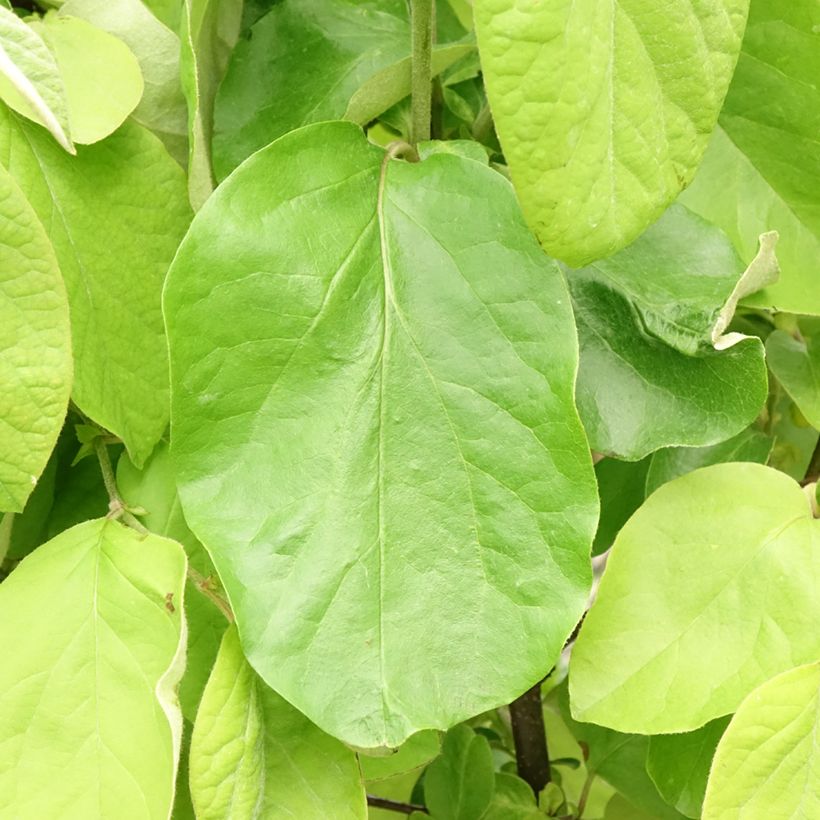 Quitte Leskovacz - Cydonia oblonga (Foliage)