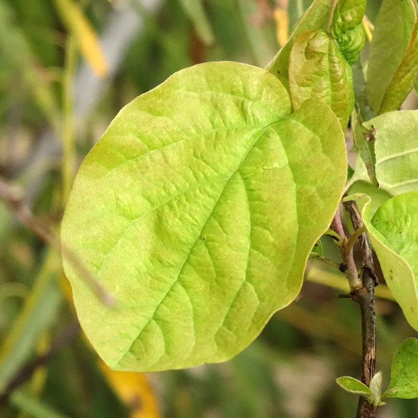 Quitte Vranja - Cydonia oblonga (Foliage)