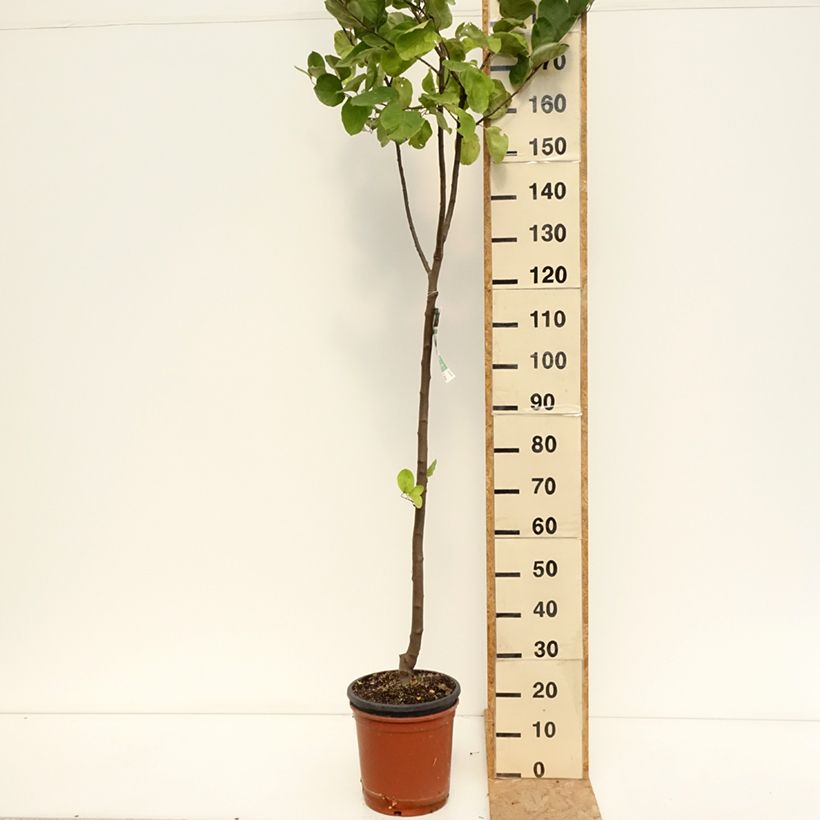 Example of Quitte Vranja - Cydonia oblonga Topf mit 7,5L/10L as you get in ete