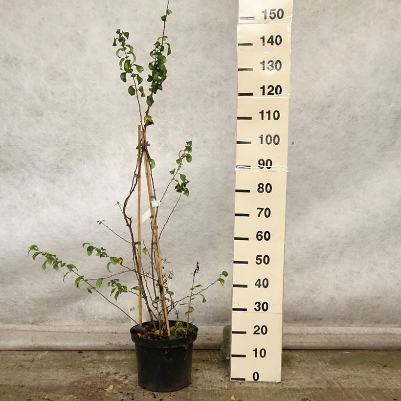 Example of Zierquitte Cameo - Chaenomeles superba Topf mit 7,5L/10L as you get in automne