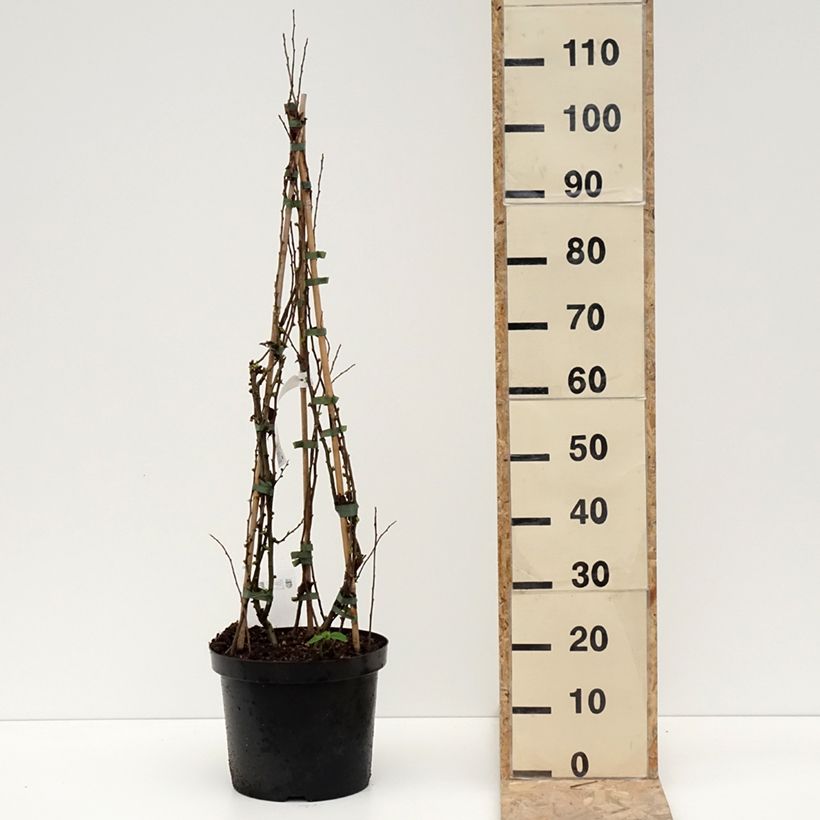 Exemplar von Zierquitte Cameo - Chaenomeles superba Topf mit 7,5L/10L wie im Winter geliefert