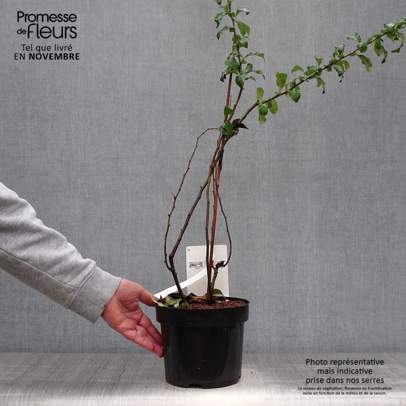 Example of Zierquitte Cameo - Chaenomeles superba Topf mit 3L/4L as you get in automne