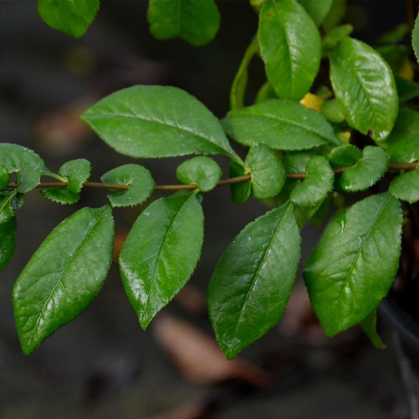 Zierquitte Kinshiden - Chaenomeles speciosa (Foliage)