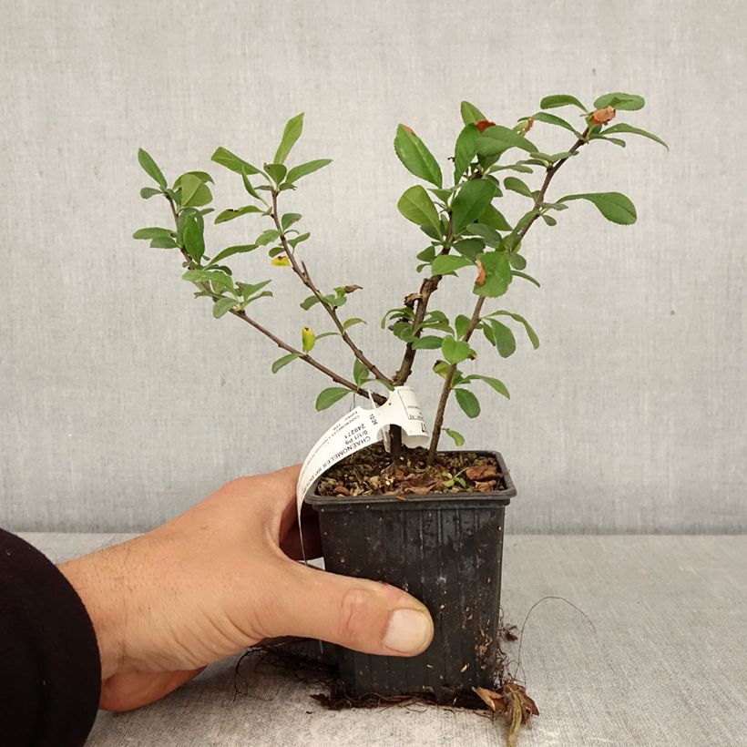 Exemplar von Cognassier du Japon - Chaenomeles speciosa Double Delice Love Kleine Töpfe von 8/9 cm wie im Frühjahr geliefert