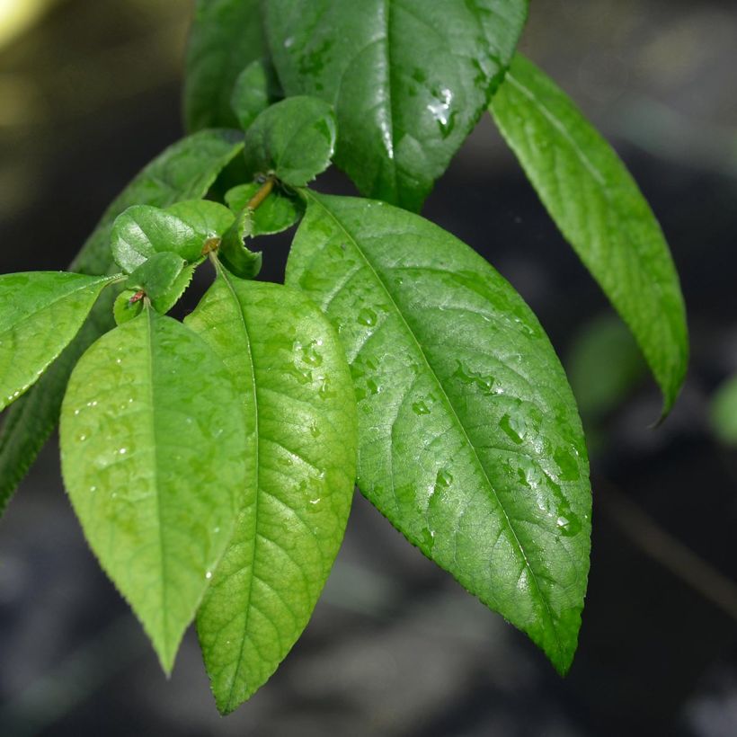 Japanische Zierquitte Eximia - Chaenomeles (Foliage)