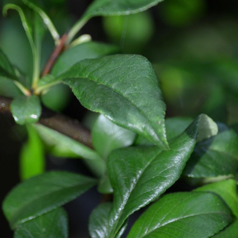 Zierquitte Fire dance - Chaenomeles speciosa (Foliage)