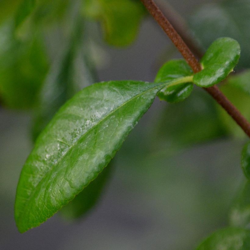 Zierquitte Friesdorfer - Chaenomeles speciosa (Foliage)