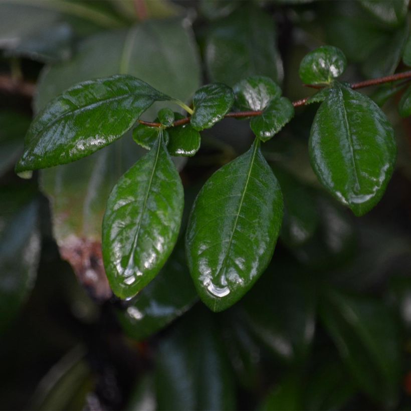 Zierquitte Hot Fire - Chaenomeles speciosa (Foliage)