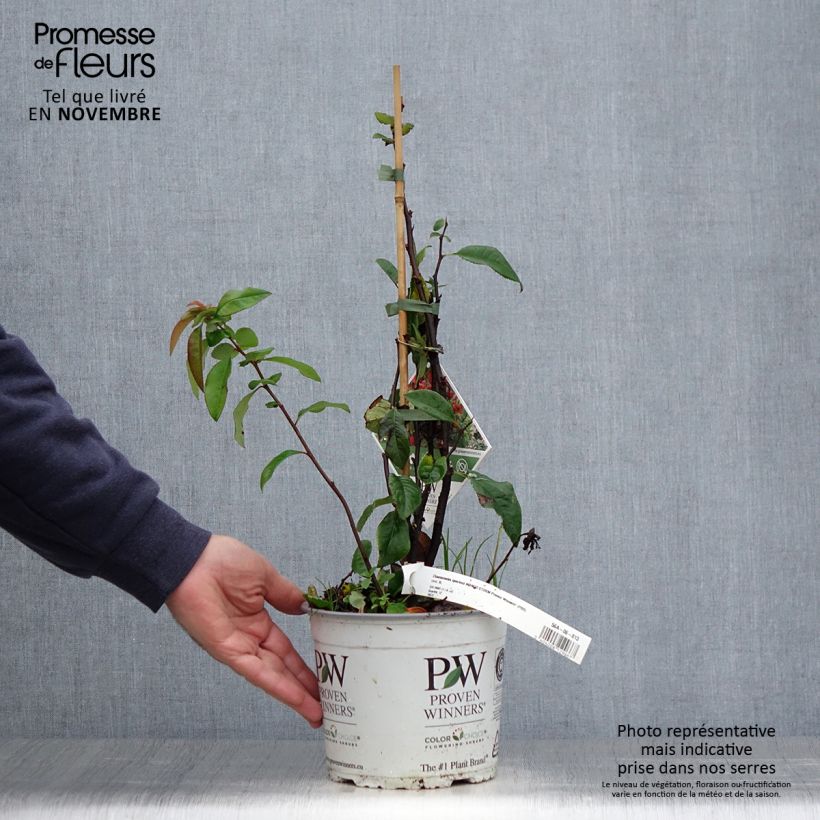 Example of Zierquitte Mango Storm - Chaenomeles speciosa Topf mit 3L/4L as you get in automne
