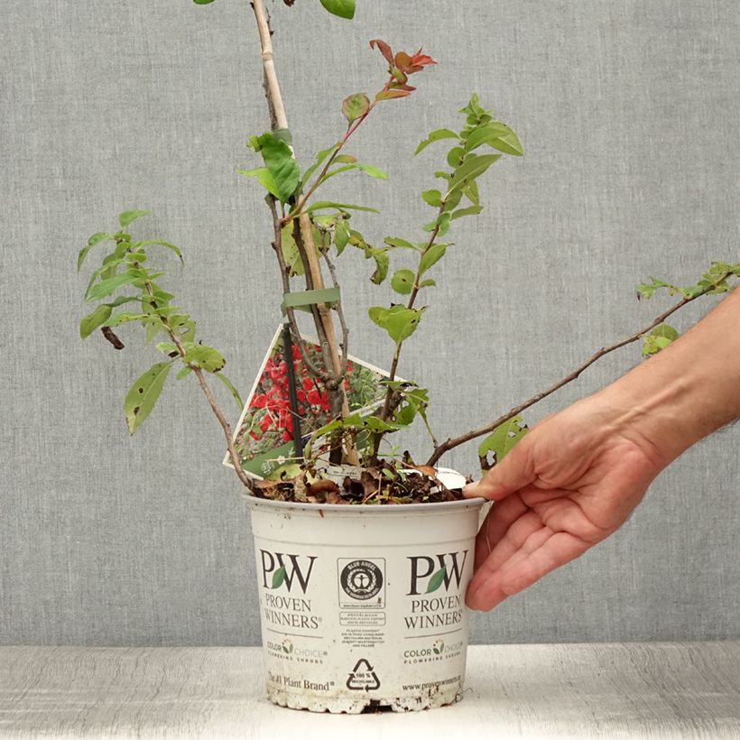 Exemplar von Zierquitte Mango Storm - Chaenomeles speciosa Topf mit 3L/4L wie im Sommer geliefert