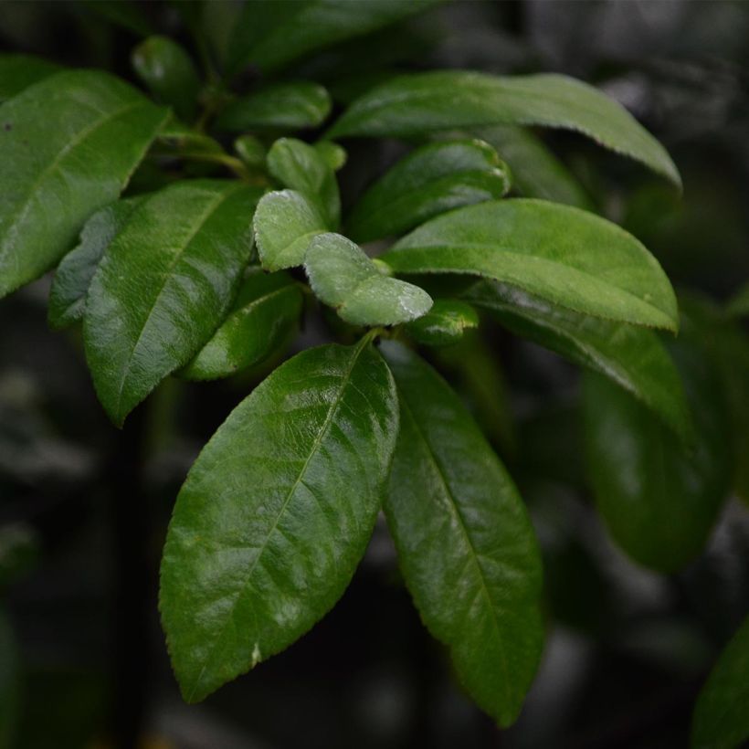Zierquitte Nivalis - Chaenomeles speciosa (Foliage)