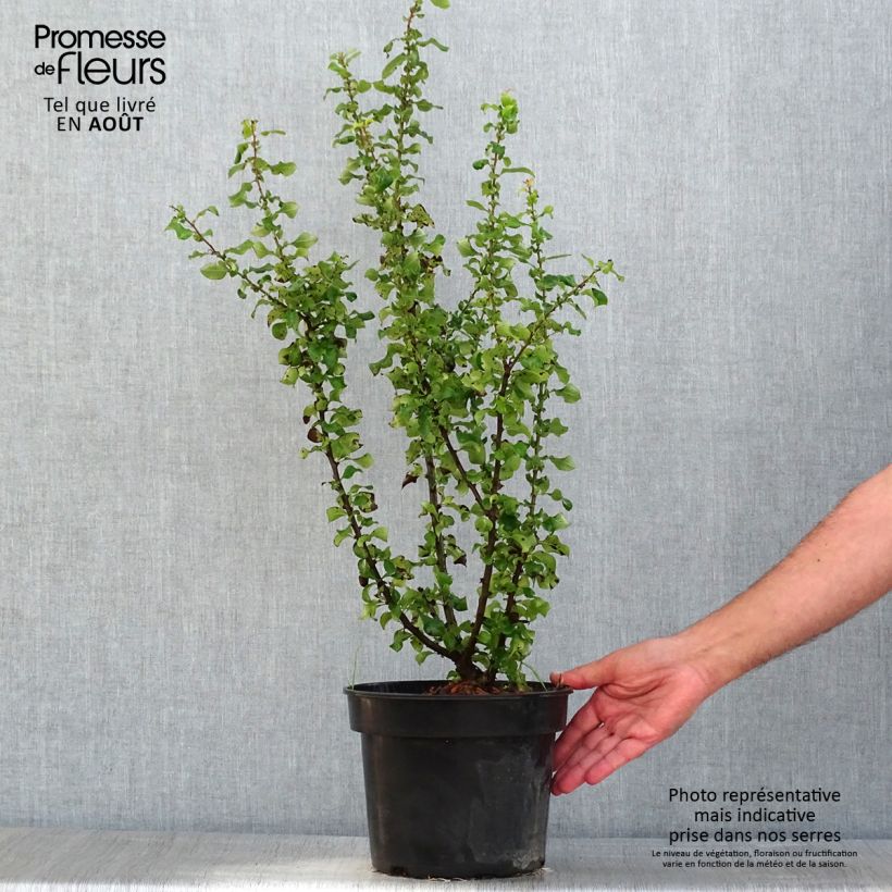 Exemplar von Zierquitte Red Kimono - Chaenomeles speciosa Topf mit 4L/5L wie im Sommer geliefert