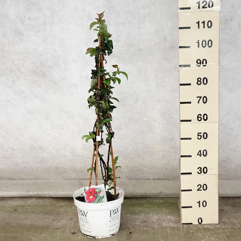 Example of Zierquitte Scarlet Storm - Chaenomeles speciosa Topf mit 7,5L/10L as you get in ete