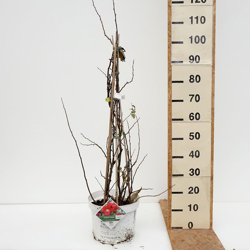Exemplar von Zierquitte Scarlet Storm - Chaenomeles speciosa Topf mit 7,5L/10L wie im Herbst geliefert