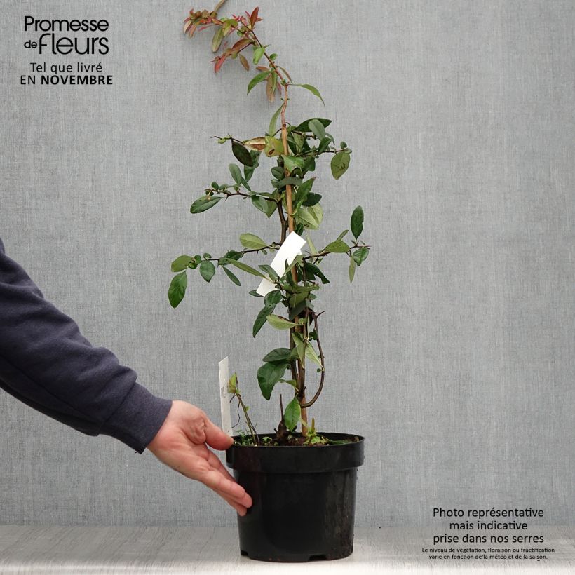Example of Zierquitte Toyo-Nishiki - Chaenomeles speciosa Topf mit 2L/3L as you get in automne
