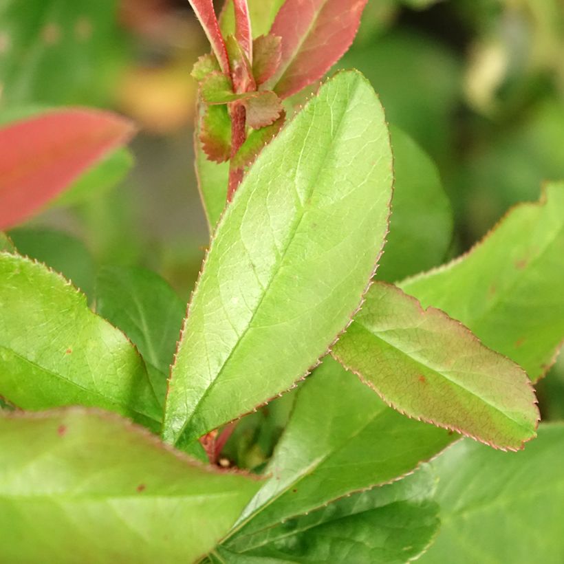 Zierquitte Toyo-Nishiki - Chaenomeles speciosa (Foliage)