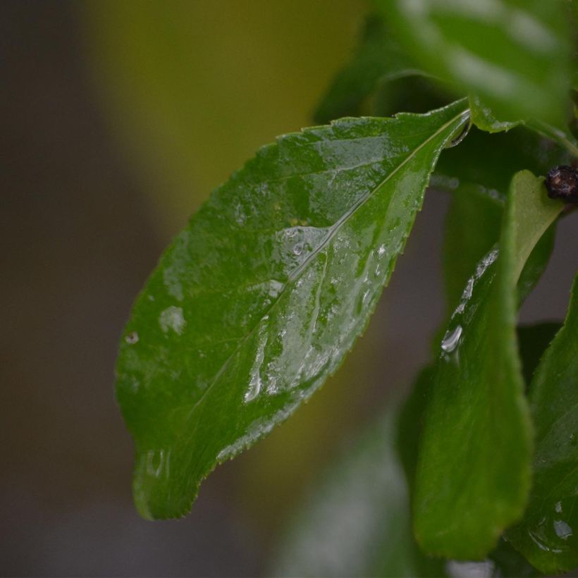 Zierquitte Cameo - Chaenomeles superba (Foliage)
