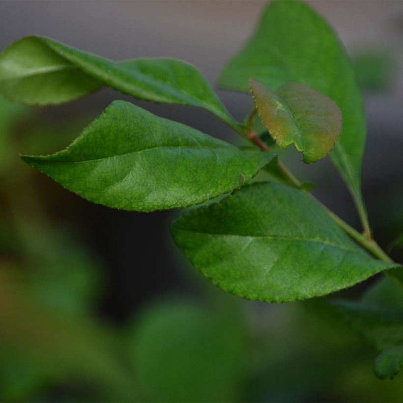 Zierquitte Jet Trail - Chaenomeles superba (Foliage)