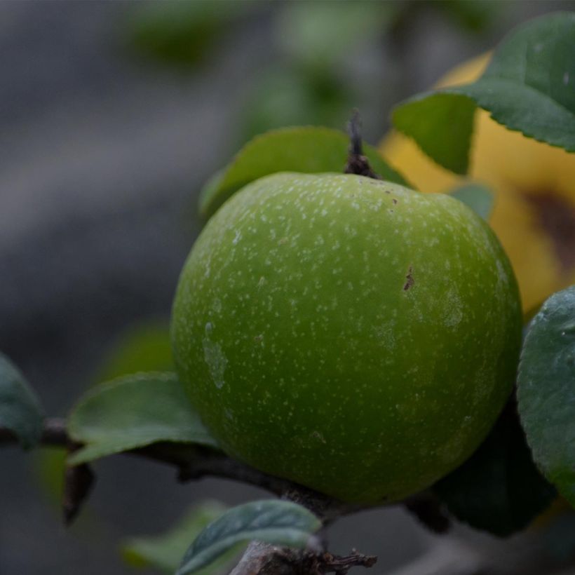 Zierquitte Pink Lady - Chaenomeles superba (Harvest)