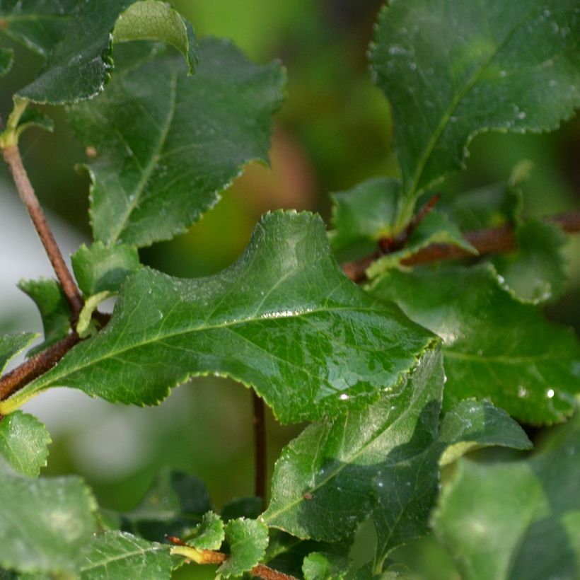 Zierquitte Red Joy - Chaenomeles superba (Foliage)
