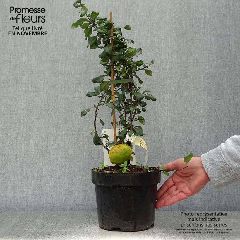 Example of Zierquitte Elly Mossel - Chaenomeles superba Topf mit 2L/3L as you get in automne