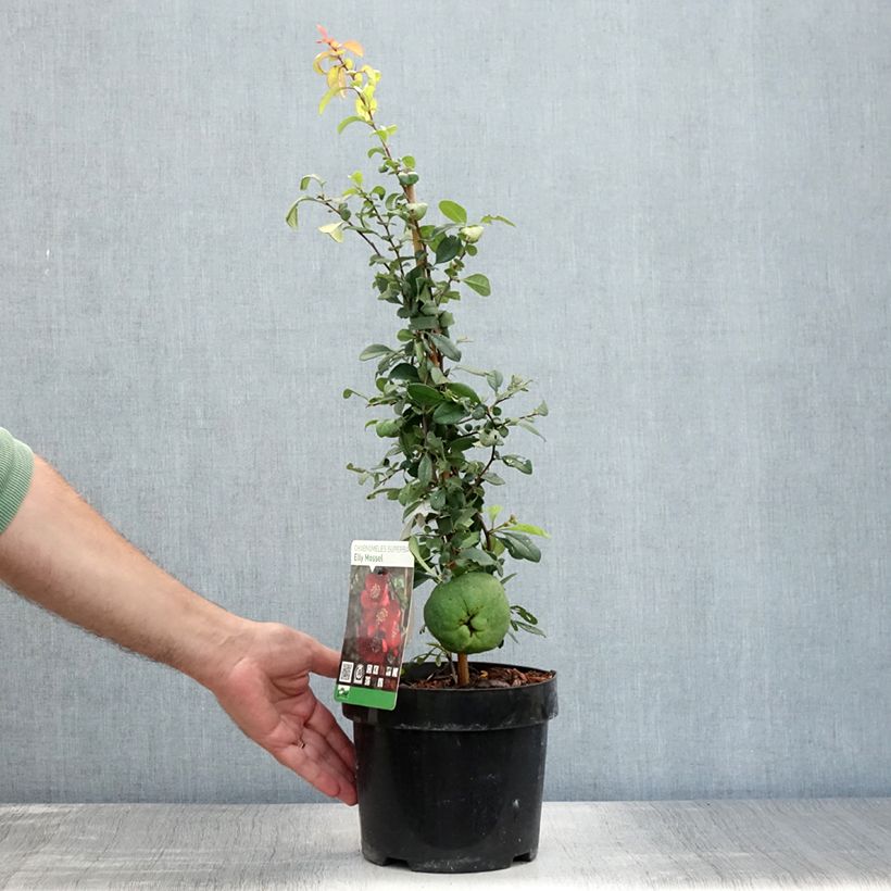 Exemplar von Zierquitte Elly Mossel - Chaenomeles superba Topf mit 2L/3L wie im Sommer geliefert