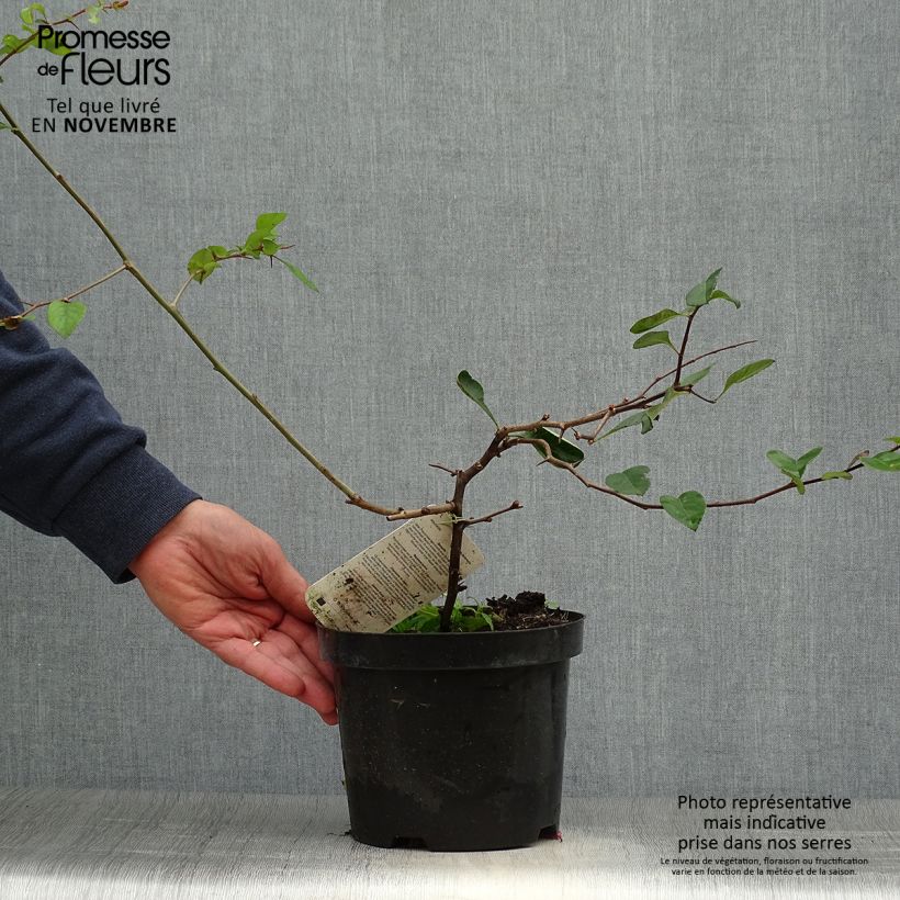 Example of Zierquitte Etna - Chaenomeles superba Topf mit 2L/3L as you get in automne