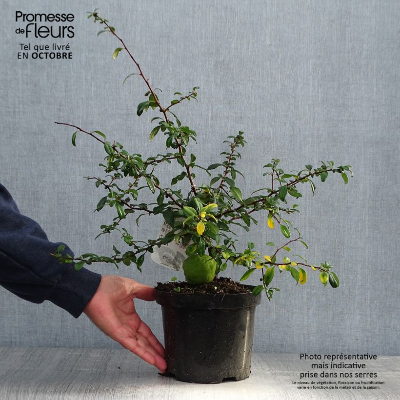 Example of Zierquitte Hollandia - Chaenomeles superba Topf mit 2L/3L as you get in automne