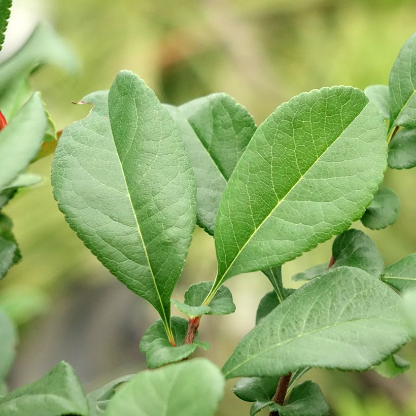 Zierquitte Hollandia - Chaenomeles superba (Foliage)