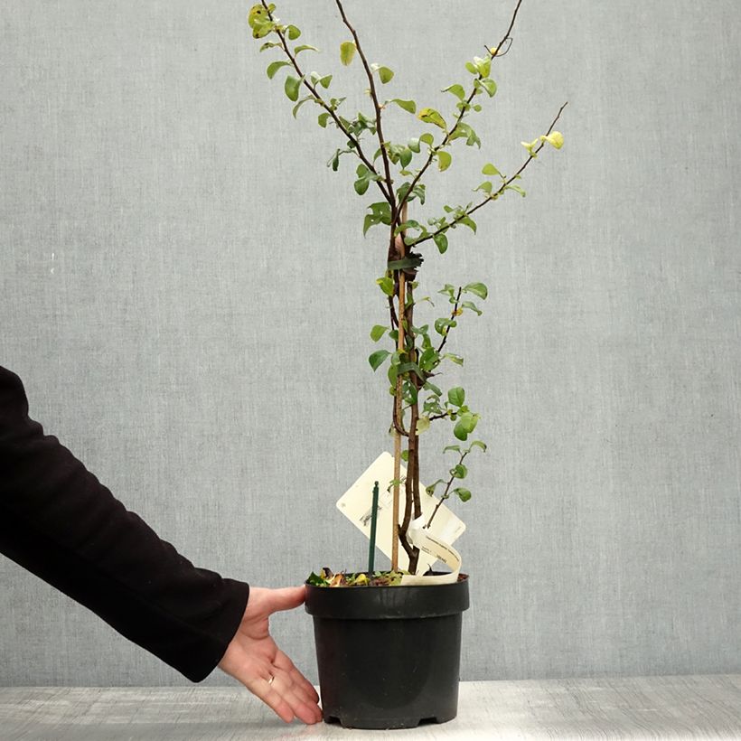 Example of Zierquitte Salmon Horizon - Chaenomeles superba Topf mit 2L/3L as you get in automne